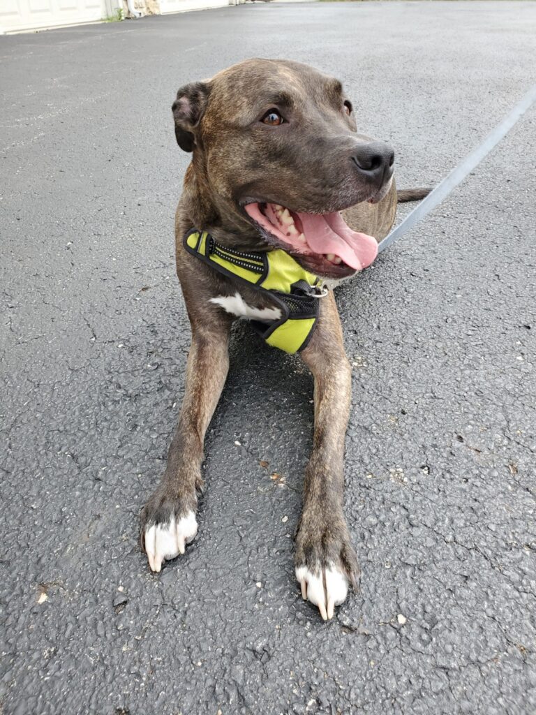 Picture of a brown, brindled pitbull mix dog